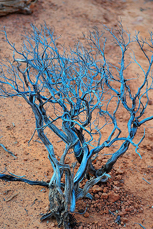 Almost Petrified, Red Rock Park