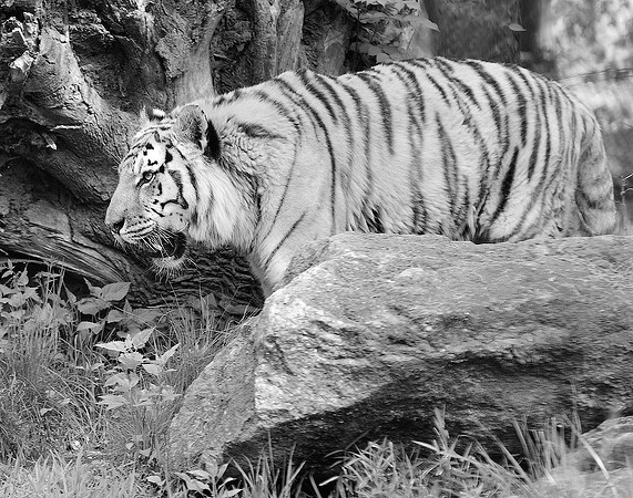 Tigress On The Prowl, I B/W