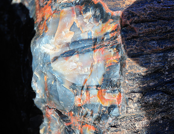 Petrified wood III