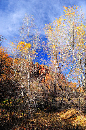 Atypical Arizona view I, Red Rock Park